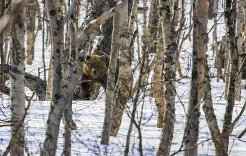Wild bear looks through thicket of trees and  tangle of branches. Foto stock