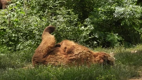 Wild bear lying on back in forest, scratching on ground within natural woodland Stock Footage 339837100