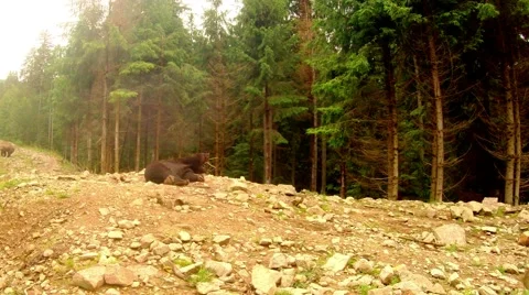 Wild bear sleeping on the ground at the edge of the mountain forest Stock Footage 40398654