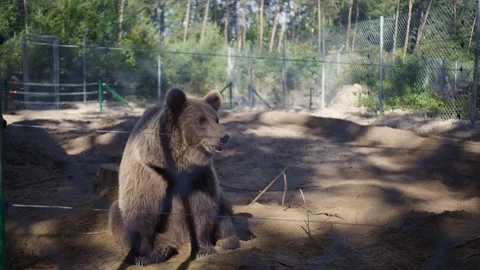 Wild bear in the zoo Stock Footage 164785206
