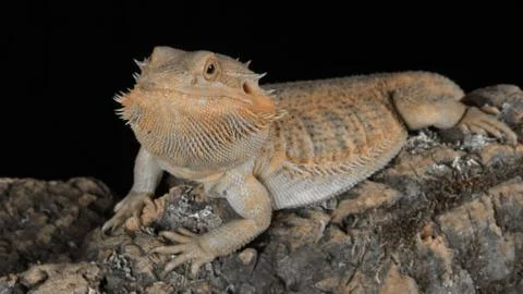 Wild Bearded Dragon Lizard Sitting on Dry Ground Stock Photos