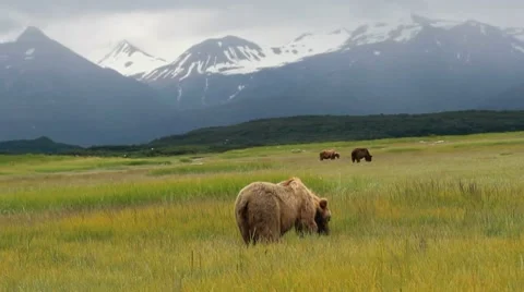 Wild Bears Katmai National Park And Preserve Stock Footage