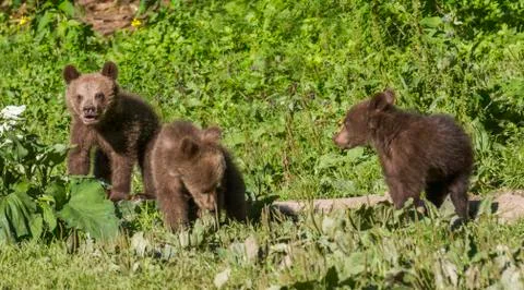Wild bears in the Romanian forest Stock Photos