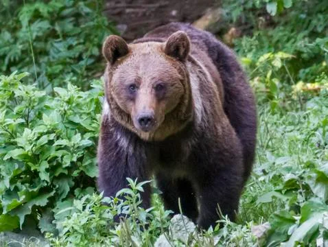 Wild bears in the Romanian forest Stock Photos