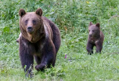 Wild bears in the Romanian forest Stock Photos