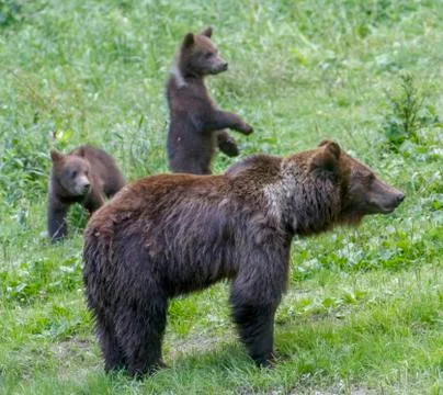 Wild bears in the Romanian forest Stock Photos