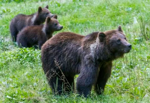 Wild bears in the Romanian forest Stock Photos