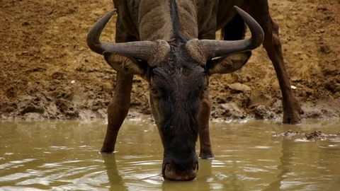 Wild beast drinking from waterhole Video stock 95045785