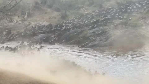 Wild beast Stock Footage 240410078