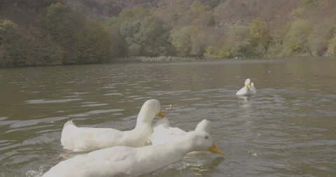 Wild beautiful Ducks 스톡 동영상 99305128