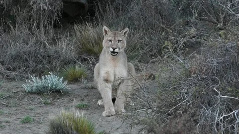 Wild beautiful hungry puma looking at something and licking itself in Patagonian Stock Footage 273308288