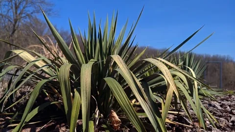 Wild beautiful nature Stock Footage 330638477
