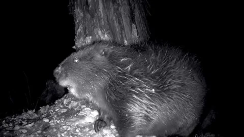 Wild beaver Castor fiber, close-up at night in the beaver territory Stock Footage 326452880