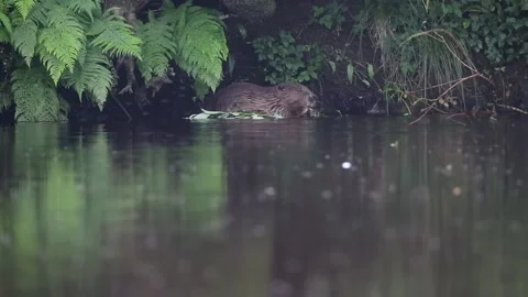 A wild Beaver (Castor). Stock Footage 138681087