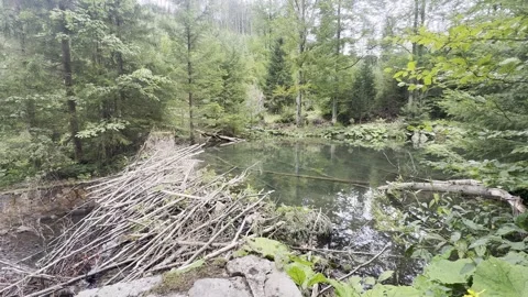 Wild Beaver Dam on Forest River Water Flow 4K 30fps Video stock 344909126