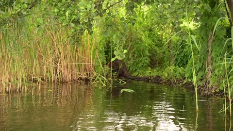 Wild beaver emerging from water onto a green grassy riverbank  Stock Footage 336692566