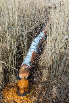 Wild beaver has cut down a tree Stock Photos