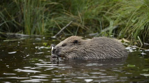 Wild beaver in water Stock Footage 319470892
