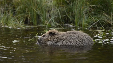 Wild beaver in water Stock Footage 319471036