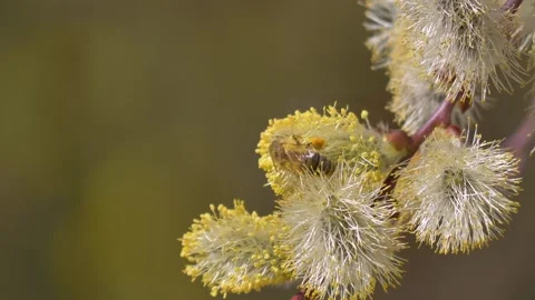 Wild bee (Apoidea) collecting nectar from a pussy willow (Salix caprea) Stock Footage 305319694
