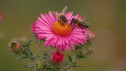 Wild bee on an aster Stock Footage 119282215
