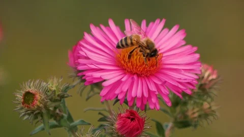 Wild bee on an aster Stock Footage 119282252