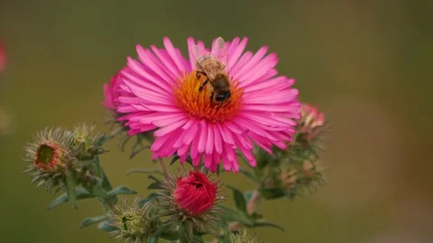Wild bee on an aster Stock Footage 119282364