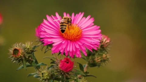 Wild bee on an aster Stock Footage 119282459