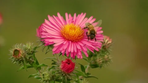 Wild bee on an aster Stock Footage 119282516
