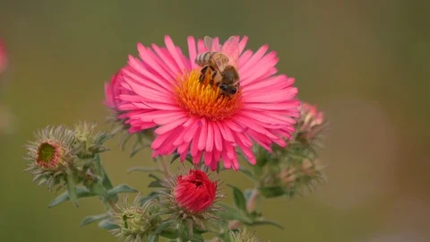 Wild bee on an aster 스톡 동영상 119282560