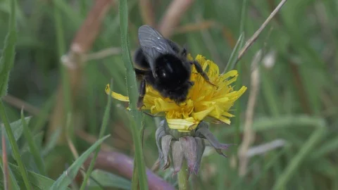 Wild Bee Bumbelbee on Dandelion Bloom Stock Footage 129628044