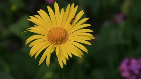 Wild bee on the camomile flower Stock-Footage 10843569
