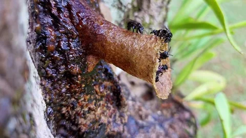 Wild Bee Carrying Nectar to Its Nest on a Tree Stock Footage 314118336