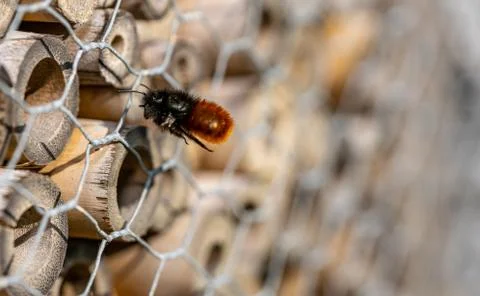Wild bee caught in flight approaching its home in an insect hotel Stock Photos
