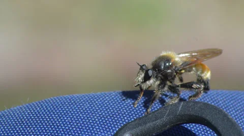 Wild bee close up Stock Footage 27530617