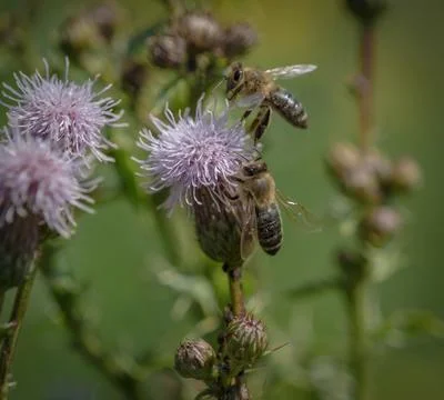 A wild bee closeup on a common scraper thistle at summer in saarland germany Stock Photos