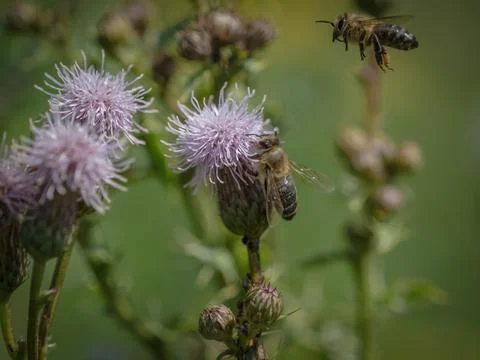 A wild bee closeup on a common scraper thistle at summer in saarland germany Stock Photos