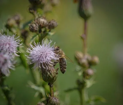 A wild bee closeup on a common scraper thistle at summer in saarland germany Stock Photos