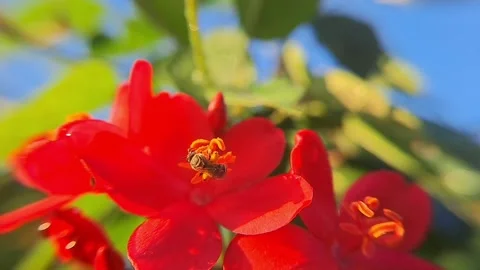 Wild Bee Collecting Nectar and Pollen from a Vibrant Red Peregrina Flower Stock Footage 296455997
