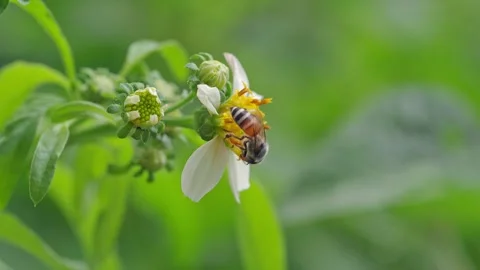 Wild Bee Collecting Nectar from Bright Yellow Blossom 動画素材 334700141
