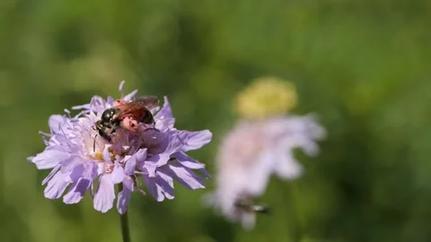 Wild bee collecting nectar Stock Footage 136295117