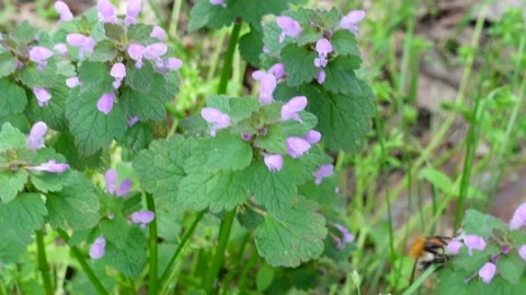 A wild bee collecting nectar from forest flowers. Shot in natural light in a Stock Footage 156168277