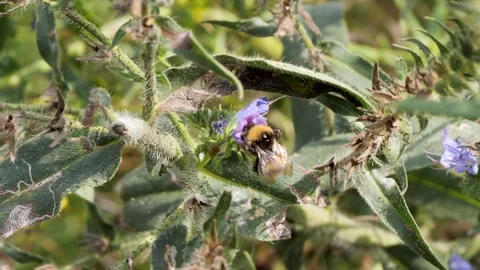 Wild bee collecting nectar from a purple flower on a sunny day in a garden Vidéo 287874032