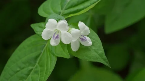 Wild Bee Collecting Nectar From White Tropical Blossoms Stock-Footage 335509702