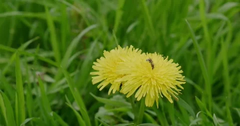 Wild bee collecting pollen Stock Footage 186713965
