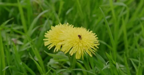 Wild bee collecting pollen Stock Footage 186714217