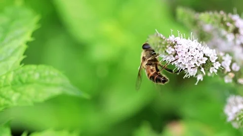 Wild bee collects Stock-Footage 100947425