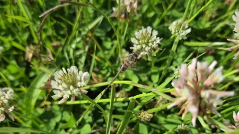 A wild bee collects nectar from a flower Stock Footage 310520615