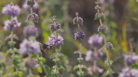 A wild bee collects nectar from mint flower Stock Footage 313454171