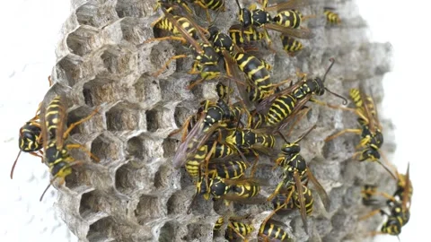 Wild Bee Colony Stock Footage 330346971